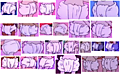 Rugrats Slave Diaper uploaded by P65Industries
